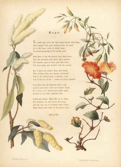 Poem with Floral Border of Ukshi, Getonia Floribunda, and Trumpet Vine, Campsis Radicans by Unknown